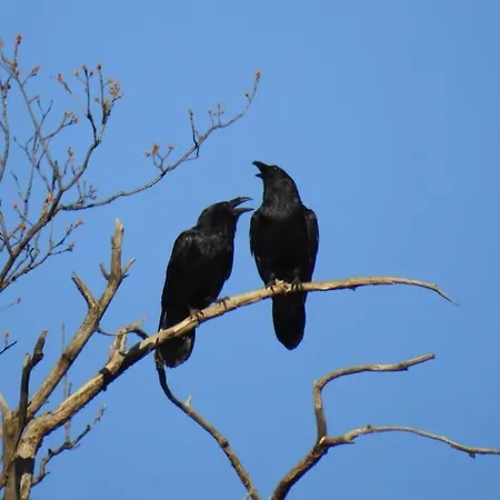 Casa Schiappo Montagna Natura E Relax. 別荘 *